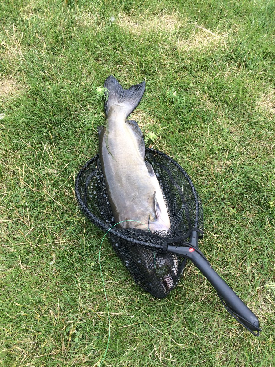 fishingwisdom's tweet photo. Might need a bigger net? https://t.co/RT05WVqvOb