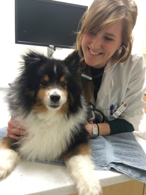 OntVetCollege's tweet photo. OVC 2016 graduate receives @AAHAHealthyPet Award for Proficiency in Primary Care #veterinary https://t.co/8ijGRwmEAE https://t.co/t4rZDkWr26