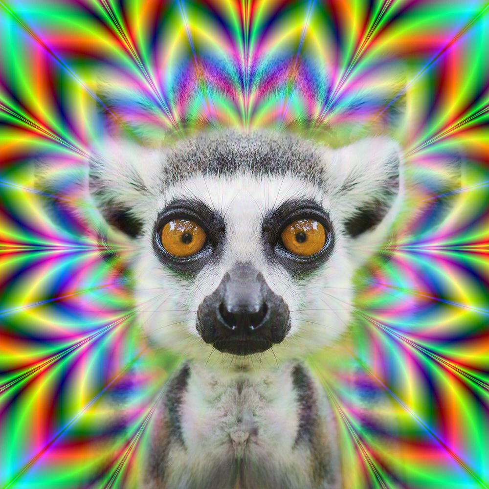 MyCuipo's tweet photo. Friday's got us like 🌀🌀🌀 #Cuipo #SaveRainforest #WeekendVibes https://t.co/lxmZksJI2q