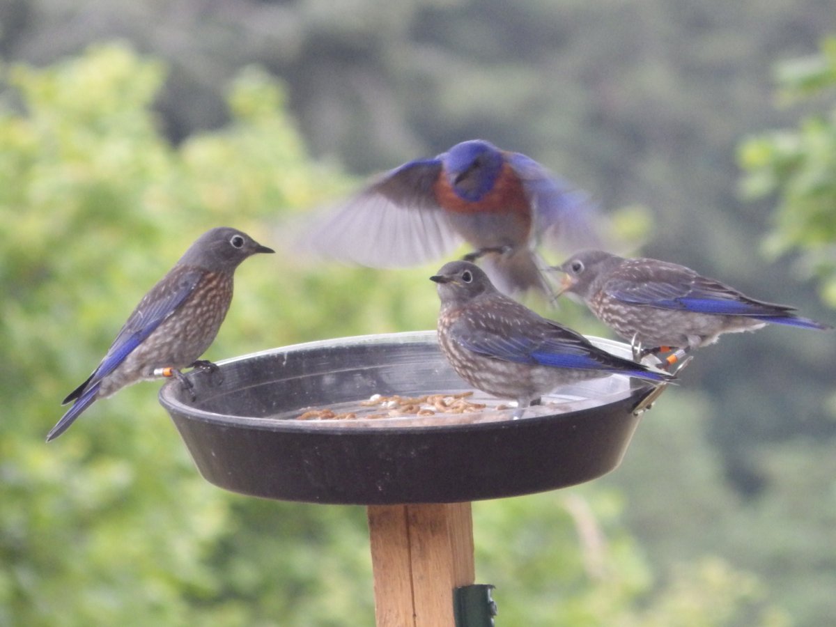 garryoakeco's tweet photo. New Bring Back the Bluebirds Project video! Thanks @ShawTV_SVI for sharing the story: https://t.co/lHHt1z7FUK https://t.co/6o6iWmsmds