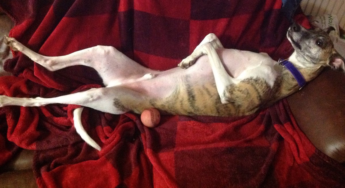 Kennomeat's tweet image. Ok, another #sofadog for @grwe Dylan says it's the only way to relax!
