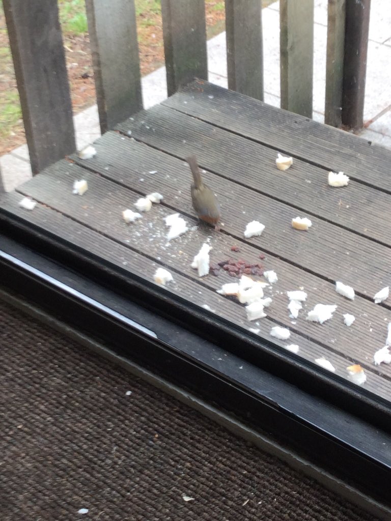 crafter911's tweet photo. A few visitors #centre parcs #birds https://t.co/cPbPBdzD4j
