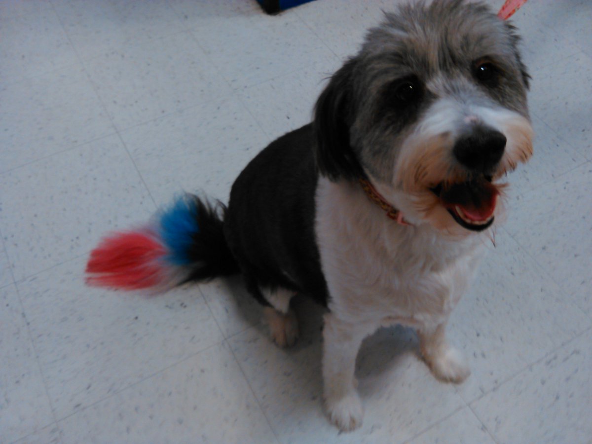 PetSmart1184's tweet photo. #fbf Don't you agree that Bella looked Aw-dorable for #4thofJuly    
#petexpression #inspiredbypets #roseville https://t.co/5gXi8YlzMg