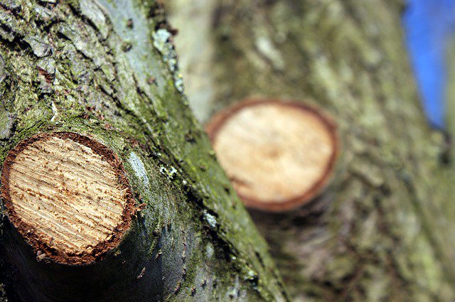 ash_treeservice's tweet photo. Insure your trees health, hire a #TreeSurgeon #Arborist #Treefelling #TreeTopping #Ireland #Irishbizparty #Limerick https://t.co/DQmhJ8F8iI