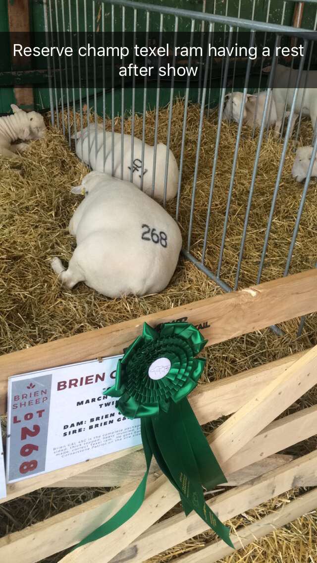 Reserve champion texel ram. 👌🏽