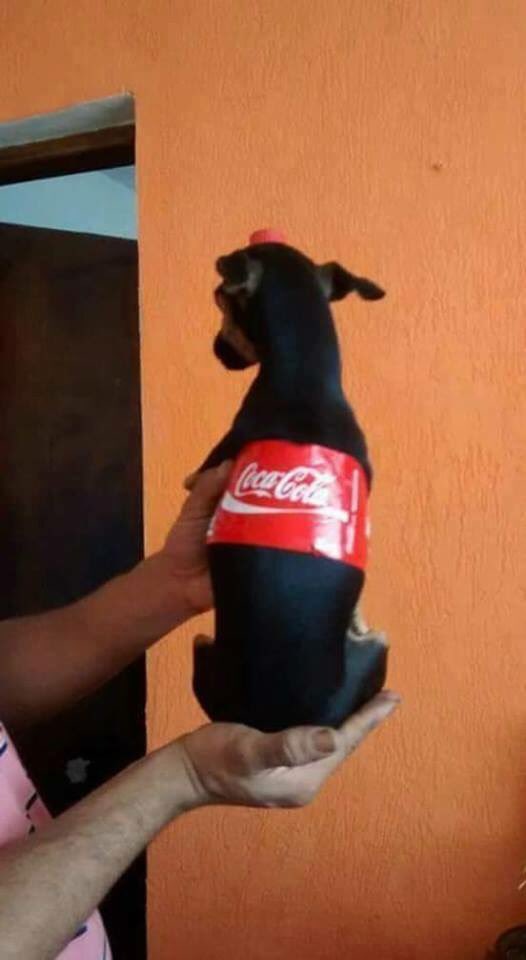 コーラやパンダにも 変装しちゃった犬10選 コーラやパンダにも 変装しちゃった犬10選