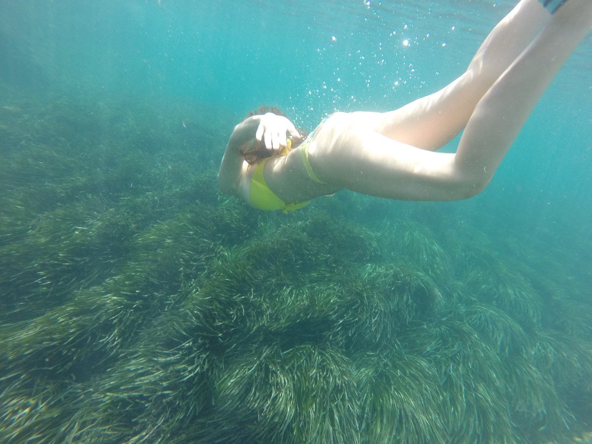 nataliacampanya's tweet photo. Siempre me ha dado asco el "alga" hasta que aprendí a admirar los prados de posidonia!🐙🌿🌿 https://t.co/n7aMbzZvFa