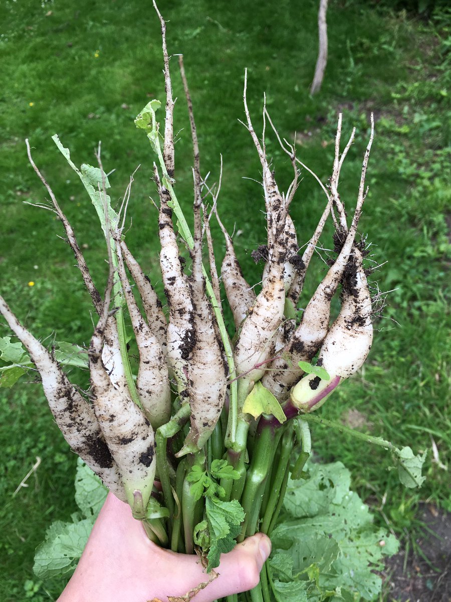 india_4's tweet photo. What a radishing crop! #homegrown #vegpatch #eatwell #eatfresh #healthy #organic #fromgroundtoplate https://t.co/FdEpIMZxR8