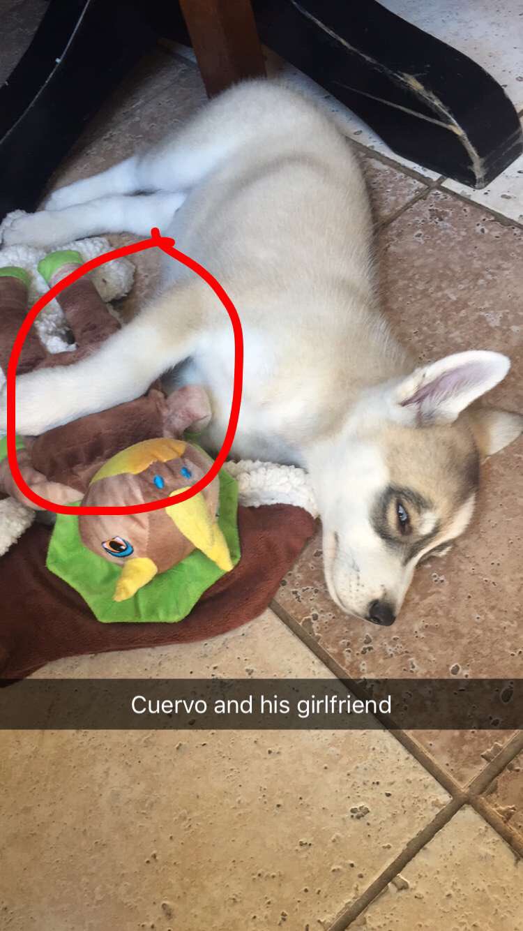 Shermantheverman This Used To Be Bosleys Toy Fazerug Brawadis Cuervo Sharked Bosleys Bitch Shermantheverman This Used To Be Bosleys Toy Fazerug Brawadis Cuervo Sharked Bosleys Bitch