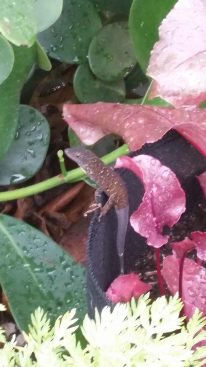 My garden has become a lizard paradise #love #lizards #urbangarden #miami #hialeah
