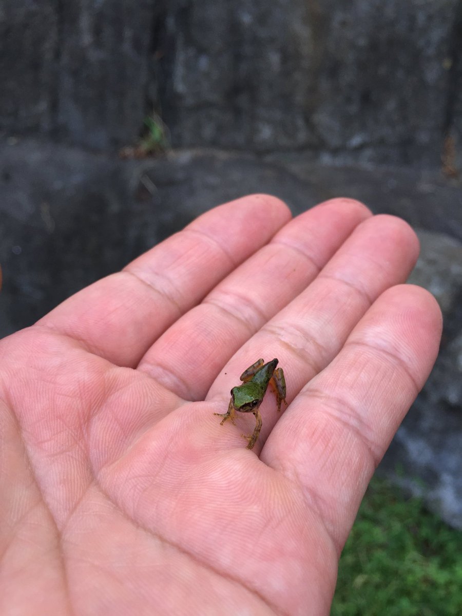 カエルになりたてのニホンアマガエルです。 (飼1)#chibazoo