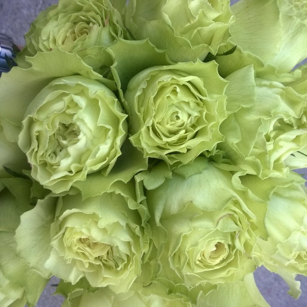 MFlwrs's tweet photo. Lemonade Roses Cool Summer Heat. https://t.co/s6rGL3hbrQ