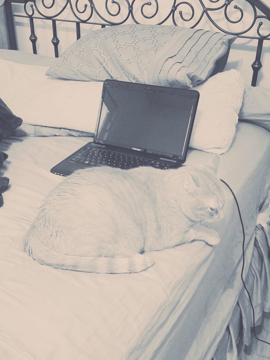 comeroundfullO's tweet image. Sobie is watching over my laptop while I clean and make dinner. #CatsOfTwitter #CrackCat