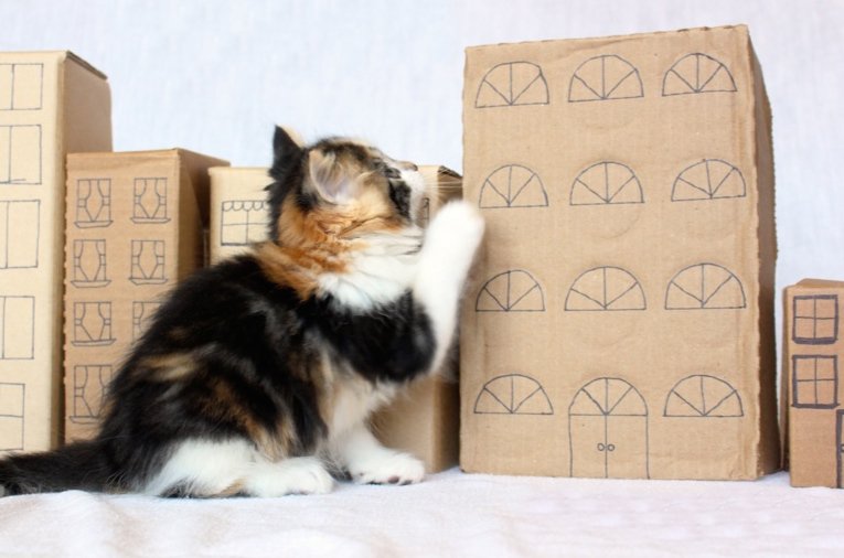 FAS_Shelter's tweet photo. #Kittenzilla is coming...this weekend only! July 9 and 10, all kittens will be HALF off! https://t.co/byacso0EUY https://t.co/zQYRmOrNAp