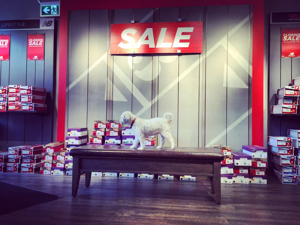 NewBalanceSK's tweet photo. Parker is greeting people for the last days of the sale... only until July 16th!  #closing #sale #dogsofinstagram https://t.co/oVyxOXDwbw