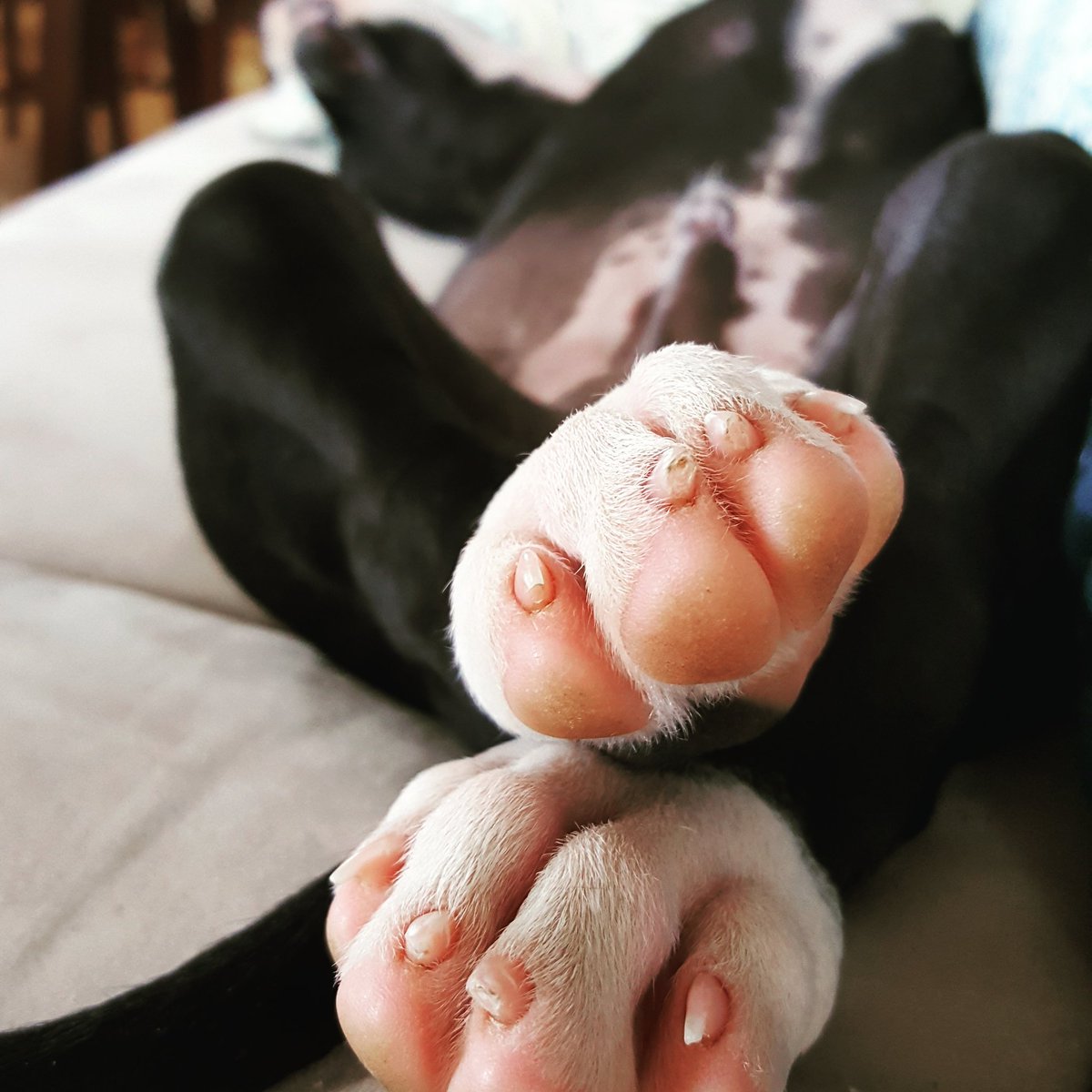 BridgetAyers's tweet photo. #FridayFeeling time to lay back and relax! #couchpotatoweekend https://t.co/Y4nJ2fjvhQ