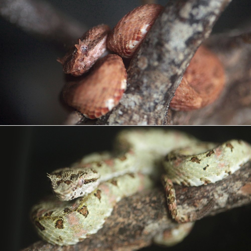 VenomInterviews's tweet photo. This red eyelash #viper was in a friend's house. It's the ONLY one I've seen around here that wasn't pink/green https://t.co/6PXs2f9AgG
