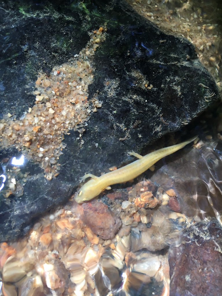 ErinQuinlan4's tweet photo. An Albino Eurycea, normally a striped aquatic salamander, found in a tributary of Smith Creek. #WakeForestWildlife https://t.co/Q7eMsp7mf6