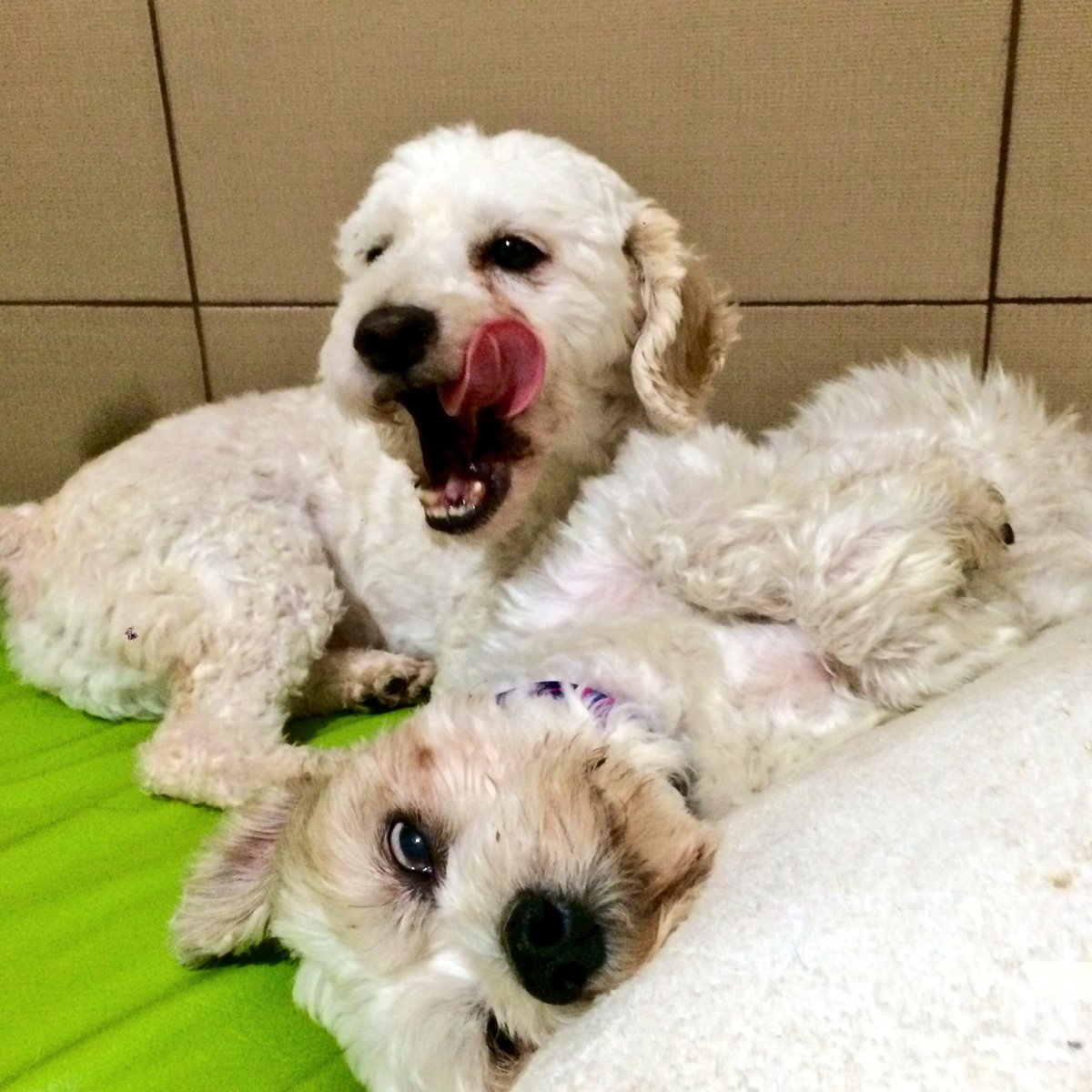 felicostello's tweet photo. #Vieji #Triates
#AdoptaNoCompres
@LupitaVainilla @Mary_Montijo https://t.co/KFB4adsdDl