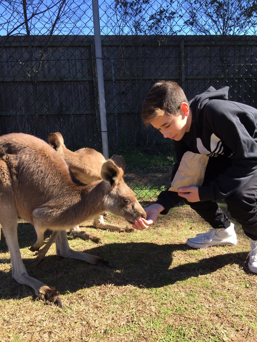 BrandonRowland's tweet photo. I WAS RIGHT NEXT TO A KANGAROO 😱😝🌴 https://t.co/akqC7Pht3N