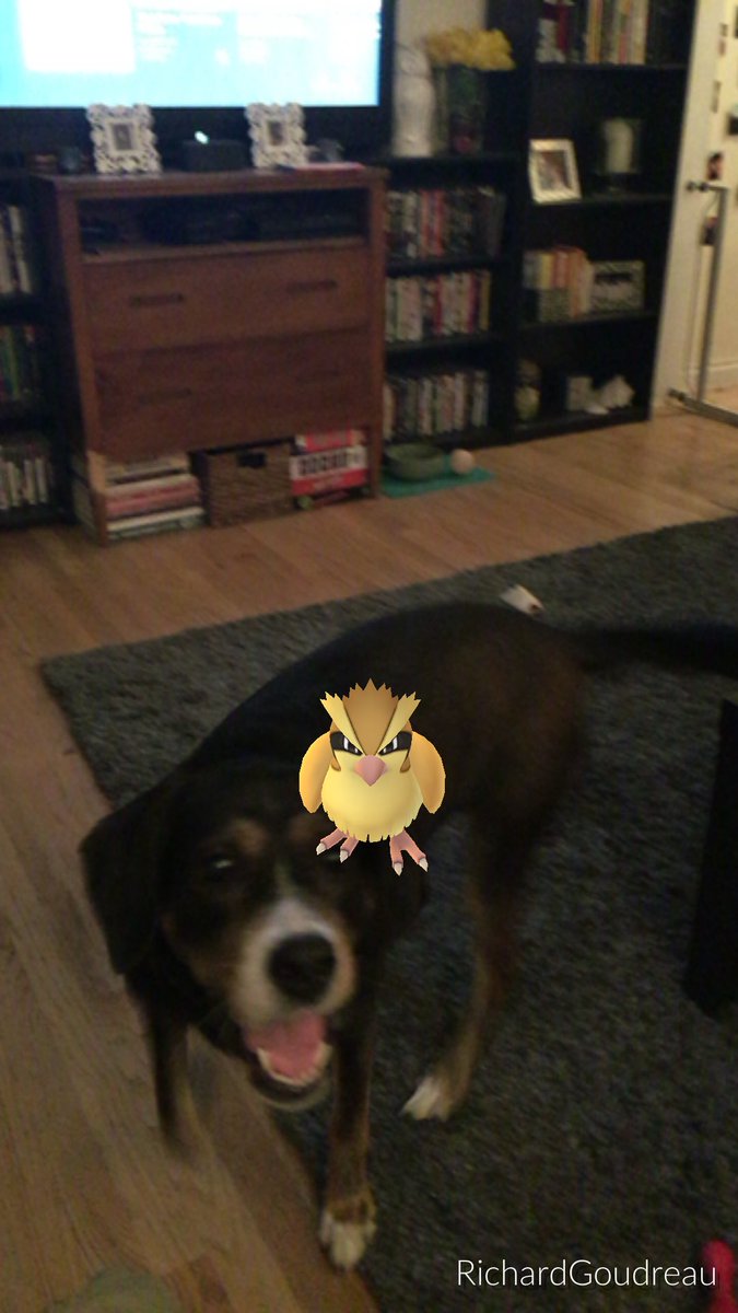 tranzmute_art's tweet image. Scout fails at being my lead Pokemon 😂#pokemonGo #pokemonfail