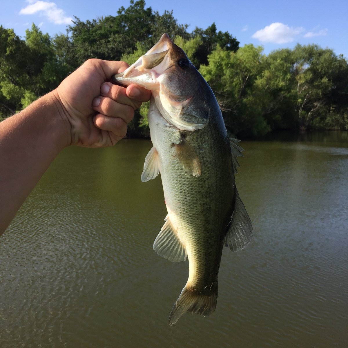 texas_angling's tweet photo. nice 2lb fish with @TXBassLife https://t.co/ICsgzbLSx7