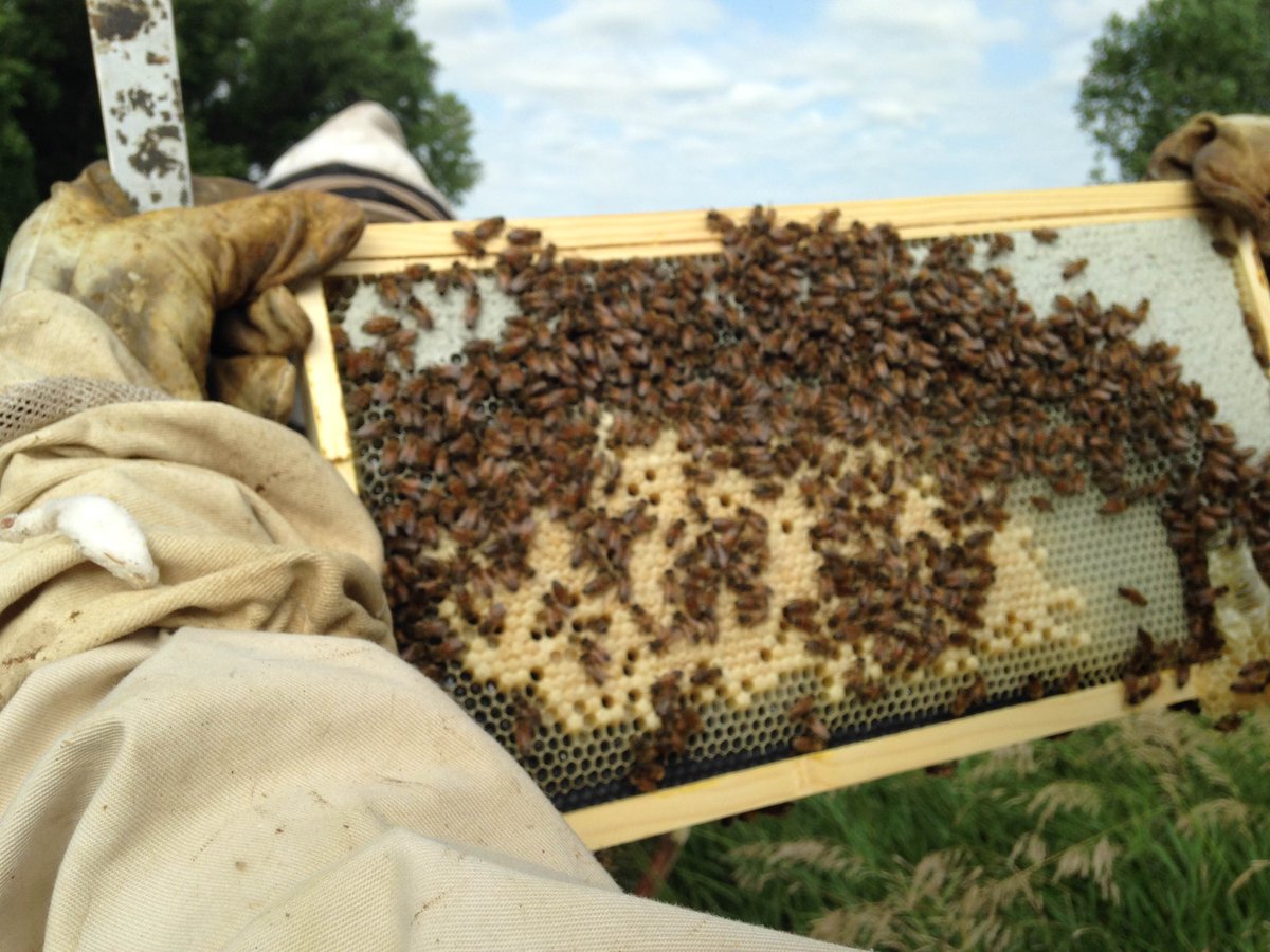 SustainFHSU's tweet photo. #FHSU #Honey #bees are thriving!  2 #brood #chambers and now a box for honey!
#sustainability #bees #pollinator https://t.co/KC1BaksC5r