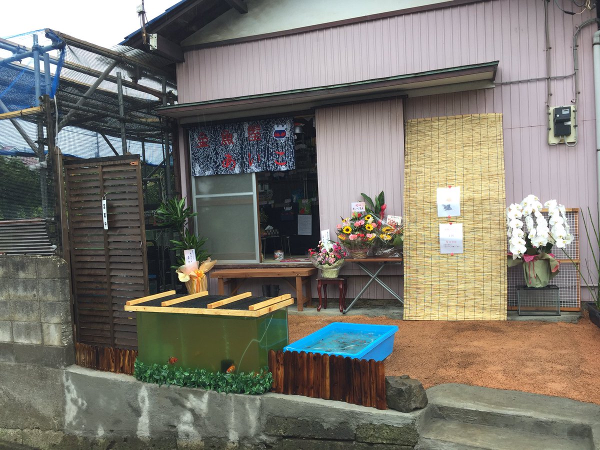 金魚屋あいこ בטוויטר 金魚屋あいこ本日より店舗オープンしました 営業時間 10時 18時 横浜市保土ヶ谷区上菅田町1406 電話070 6673 68
