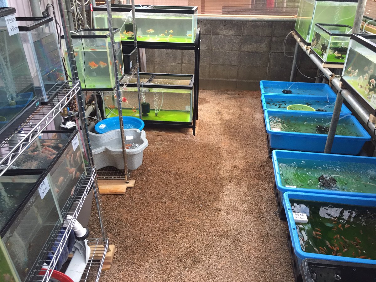 金魚屋あいこ בטוויטר 金魚屋あいこ本日より店舗オープンしました 営業時間 10時 18時 横浜市保土ヶ谷区上菅田町1406 電話070 6673 68