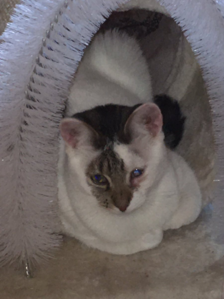 This beautiful girl is Muffin. After 12 months in our foster care, not one person wants her? Why?