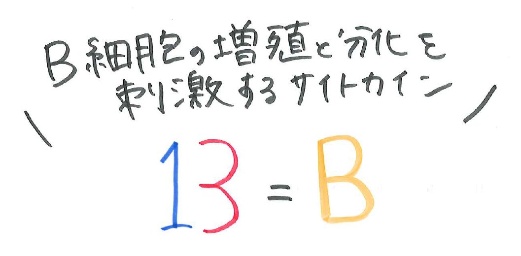 ゴローちゃん 医ンプット On Twitter 今日の暗記法 B細胞の増殖と分化を刺激するサイトカイン 1 3 B Bを1と3に分解して覚える ゴロ いろんな暗記法を掲載 医ンプット をチェック Https T Co A4wztyp806 医学語呂 医師国試 Https T Co Xhp6zqyvvb