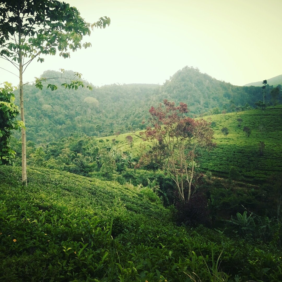Oleh Curug Ece tweet media