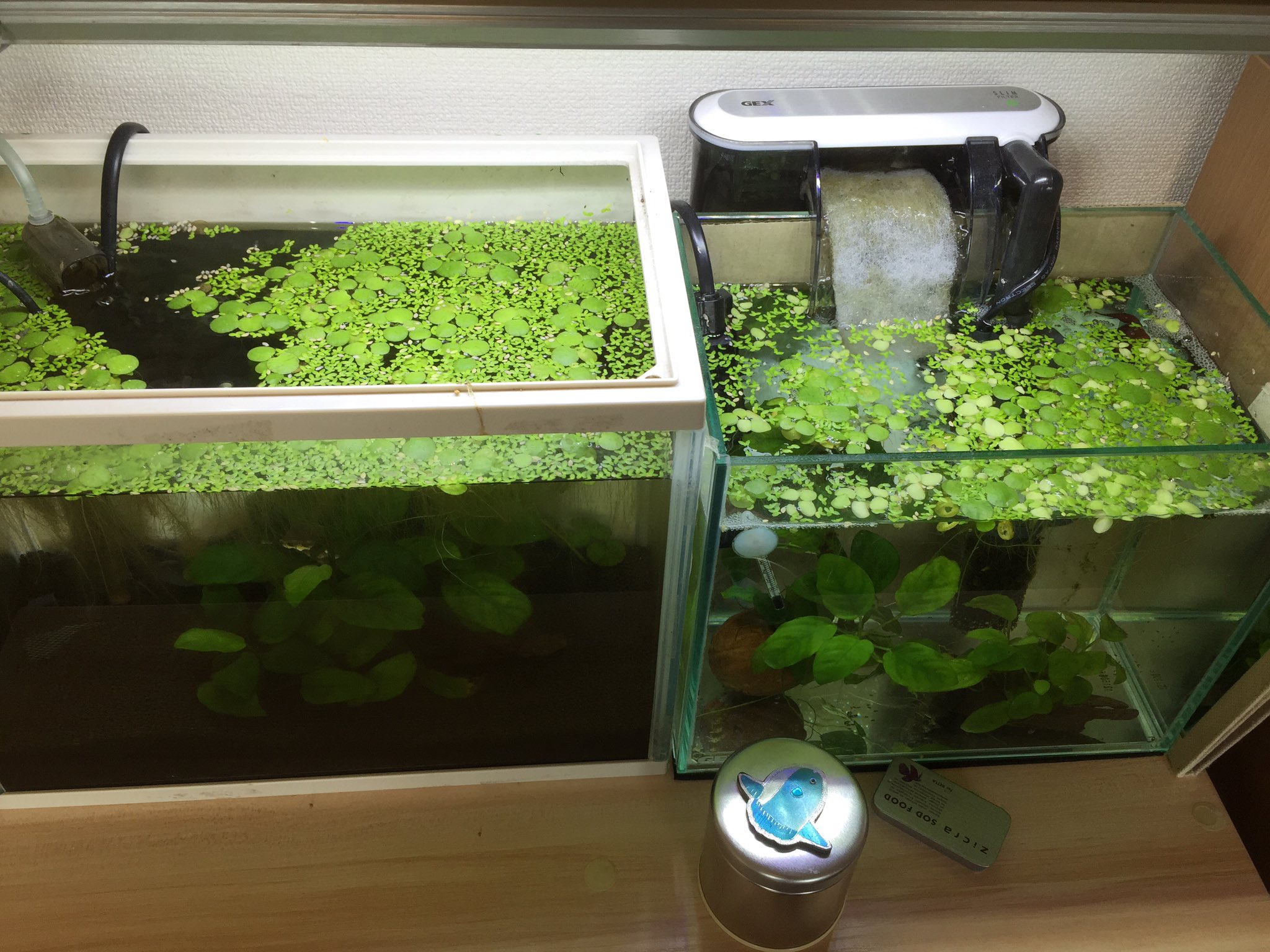 𝕟𝕪𝕠𝕣𝕠𝕣𝕠 瓶入りのおさかな ベタ を飼ってみたいあなたに2 飼育用品の例を描きました 初めての人は25センチのキューブ水槽に外掛フィルターなどがおすすめ ベタ アクアリウム 手書きツイート T Co Yweigs9bou Twitter