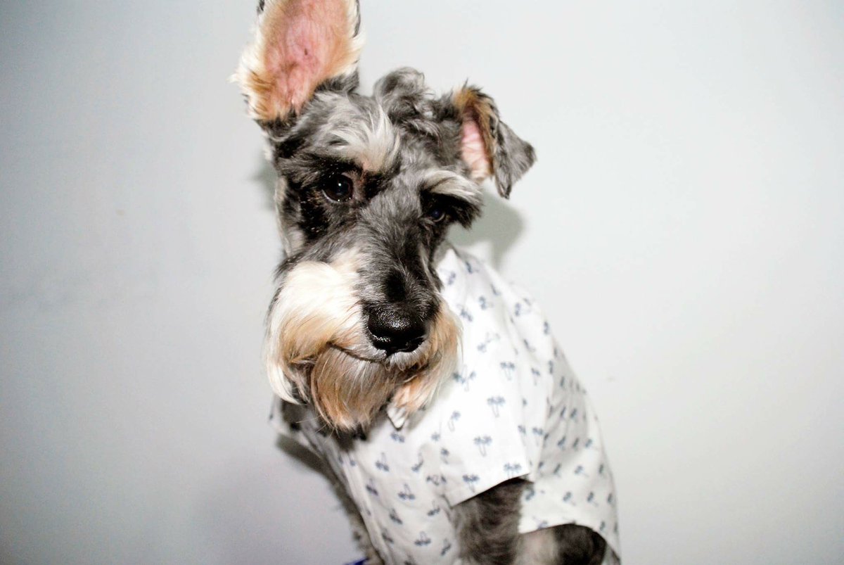 ChulaLocura's tweet photo. Última camisita de palmeras en talla 4. #PonteChuloConChulaLocura #HechoenMexico #DiseñoMexicano #puppy #amorperruno https://t.co/HngonnlSZw