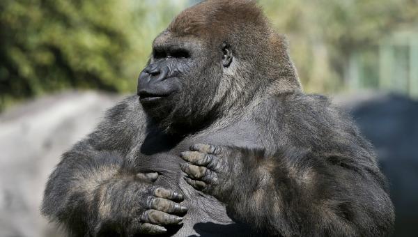 TelenoticiasGMV's tweet photo. Suspenden temporalmente al director general del zoológico de la Ciudad de México por la muerte de un gorila. https://t.co/OXltqlK8YC