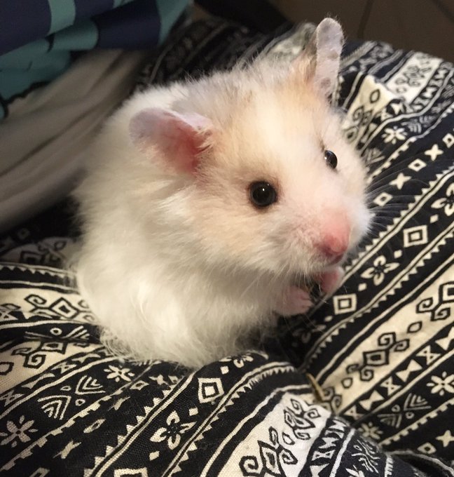 リコ君!
だいぶ慣れてきました😊お膝で毛繕い後、ちょっと顔周りがもさもさw
そろそろ生後5ヶ月、もう大人の顔立ちです🐹毛もそんなに伸びない子で良かった、ブラッシングや手入れが楽です助かります❤︎ 