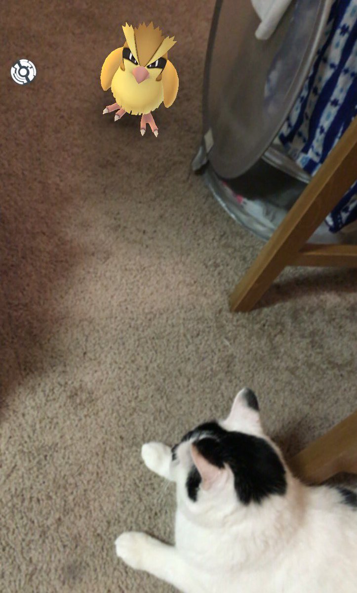tatumcakez's tweet photo. @AmandaGetts even Leche's getting in on this https://t.co/H4eEkaUoae