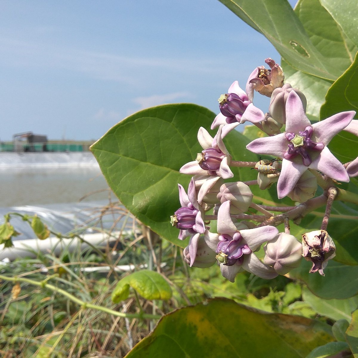 BangRipiu's tweet image. Bunga woww. Taken with #redminote3pro resmi 👨👨👨 #nofilter