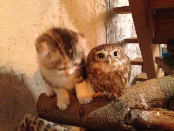 WarmingCuteness's tweet photo. I can't handle this much cuteness. https://t.co/aBGmJJs4T6
