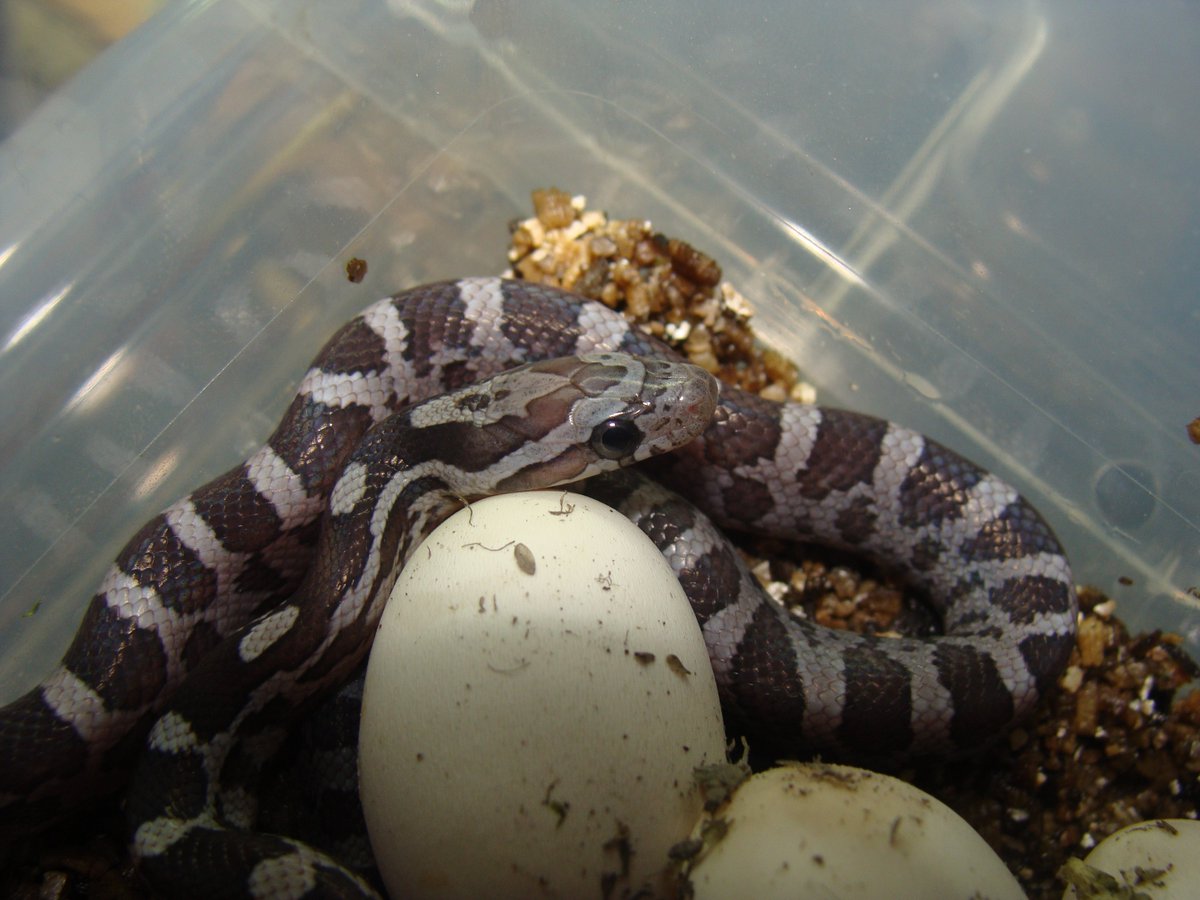 Snake_Dreams's tweet photo. Nr.2
#Cornsnake #Feverproject https://t.co/942wcKMA9F