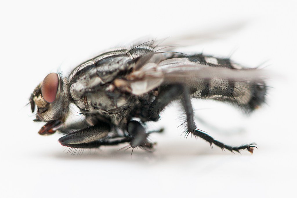 Frank the Fly iaincrockart.wordpress.com/2016/07/09/fra…