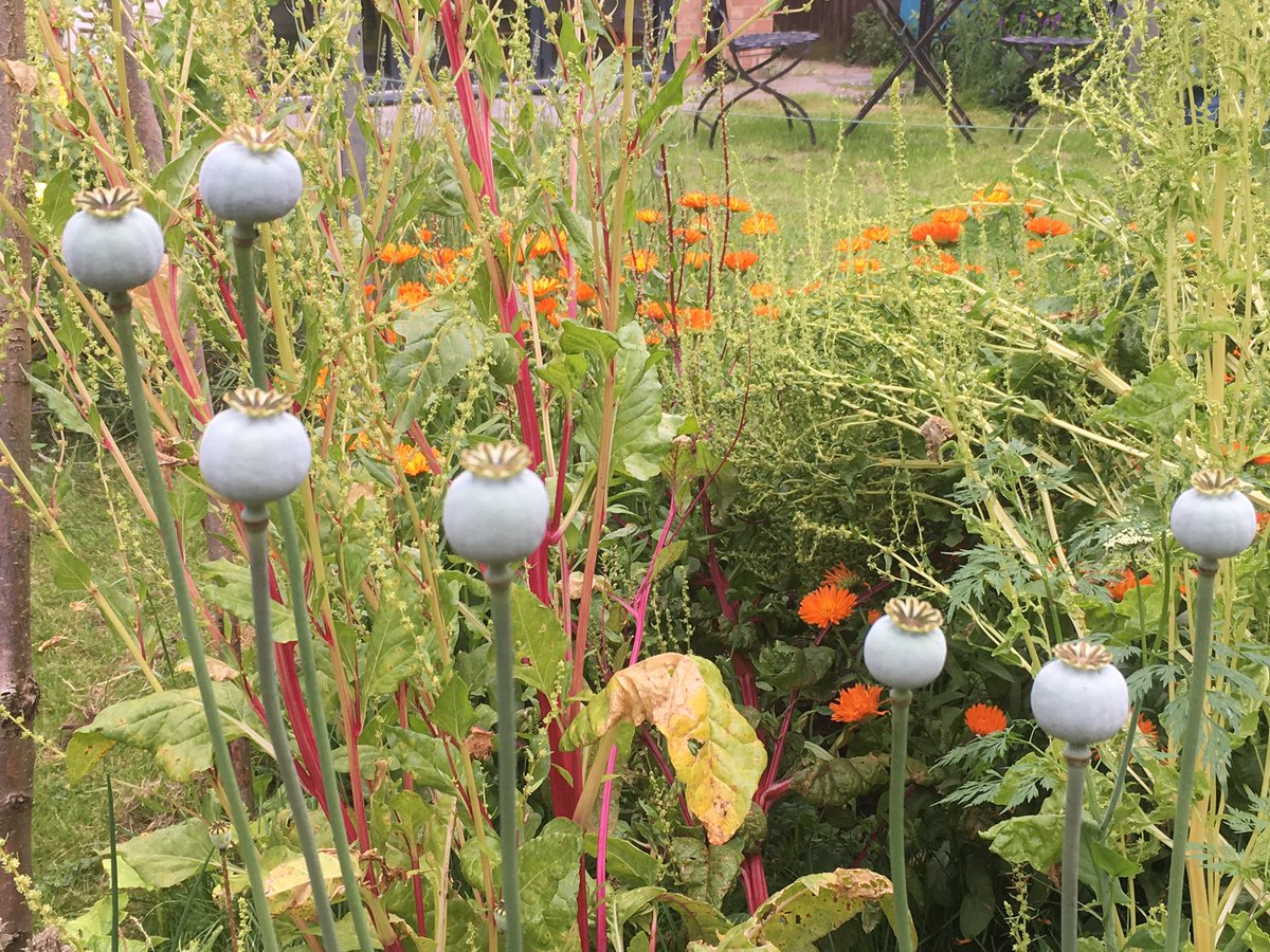 Every year different #gardening #WinnersAndLosers #bindweed #wildflowers #poppy &amp;monster #teasel #EmbraceTheChaos :)