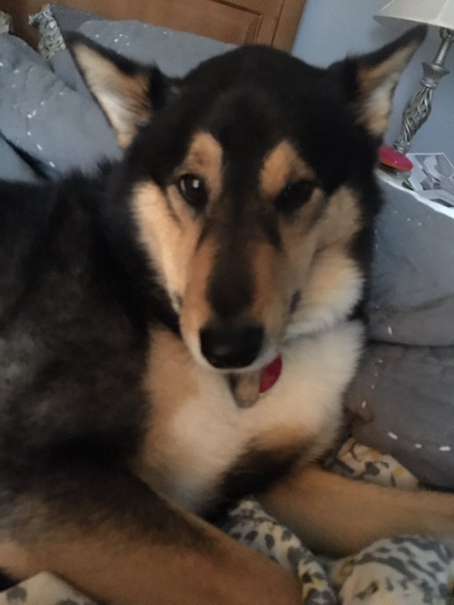 Sake_Koji's tweet photo. My mama ran out of dental treats. No reason to get out of bed now #TheServiceHereStinks https://t.co/WD7s8m1fE3
