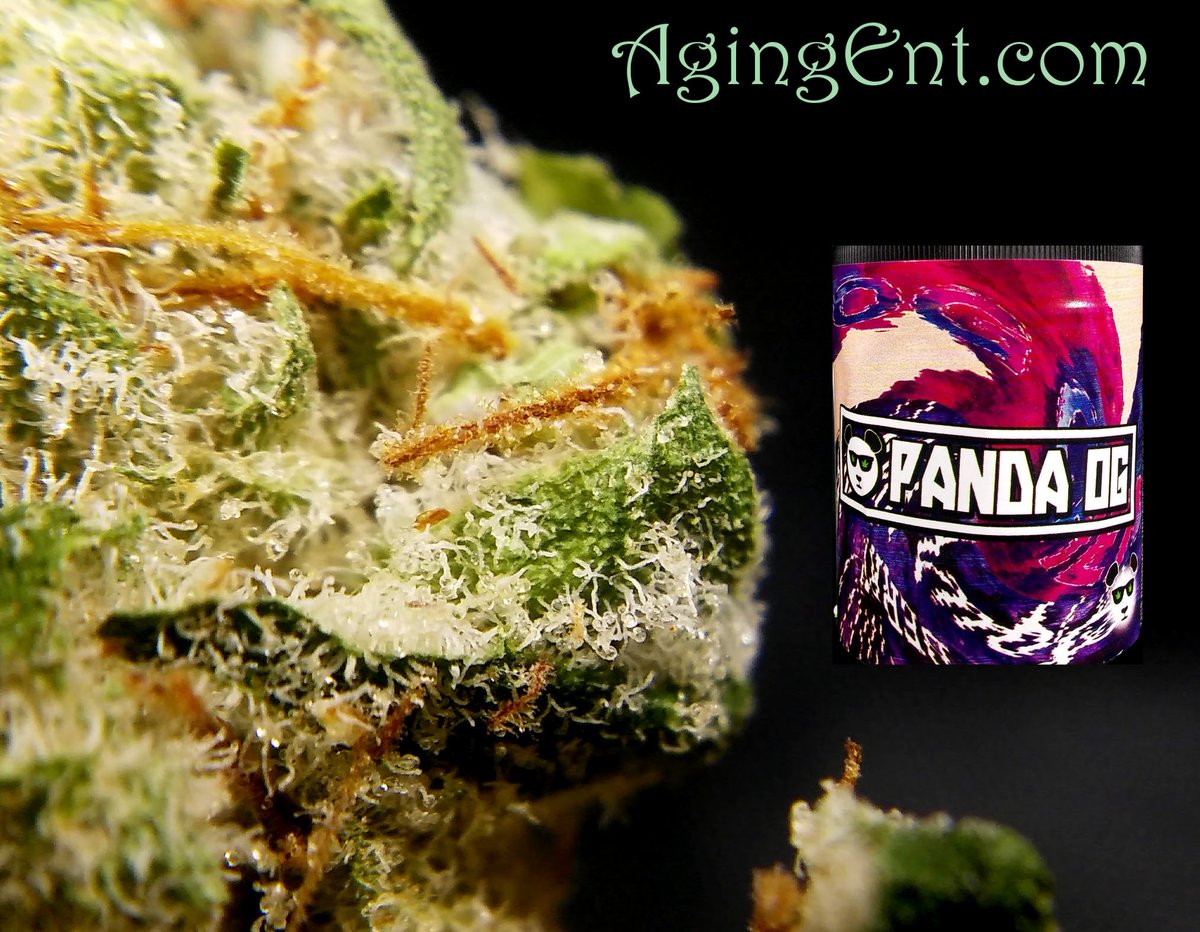 theAgingEnt's tweet photo. #PandaOG @GrowOpFarms #WAPot
https://t.co/qgPYzYXIBh
#StonerNation #LegalMarijuana #FrostFactory #Review #Weed https://t.co/LPu61H1HHb