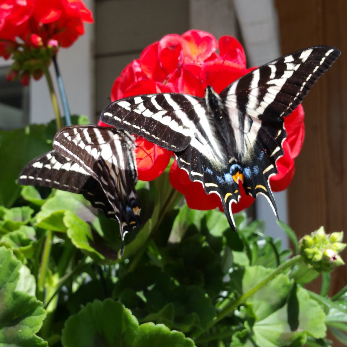 LEDVEGETABLE's tweet photo. Twins visiting the workshop hanging baskets #Butterfly #flowers #Twins https://t.co/lMlEjs9git