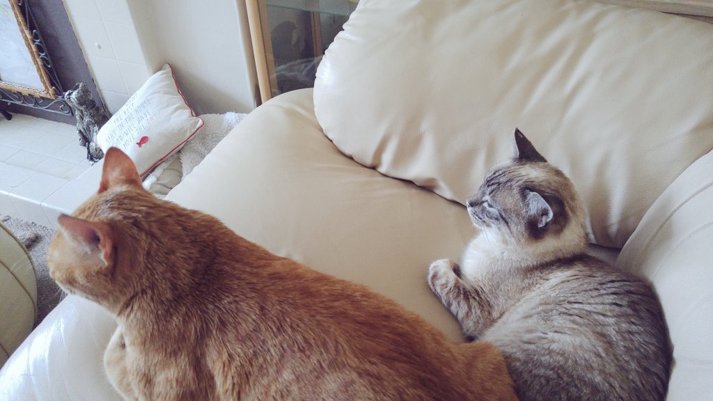 samsons_story's tweet photo. Is my new bruv VERY big or am I VERY small?
#confused #illusion #AdoptDontShop #fivpositiveisnotanegative #caturday https://t.co/xAKr5mcLJw