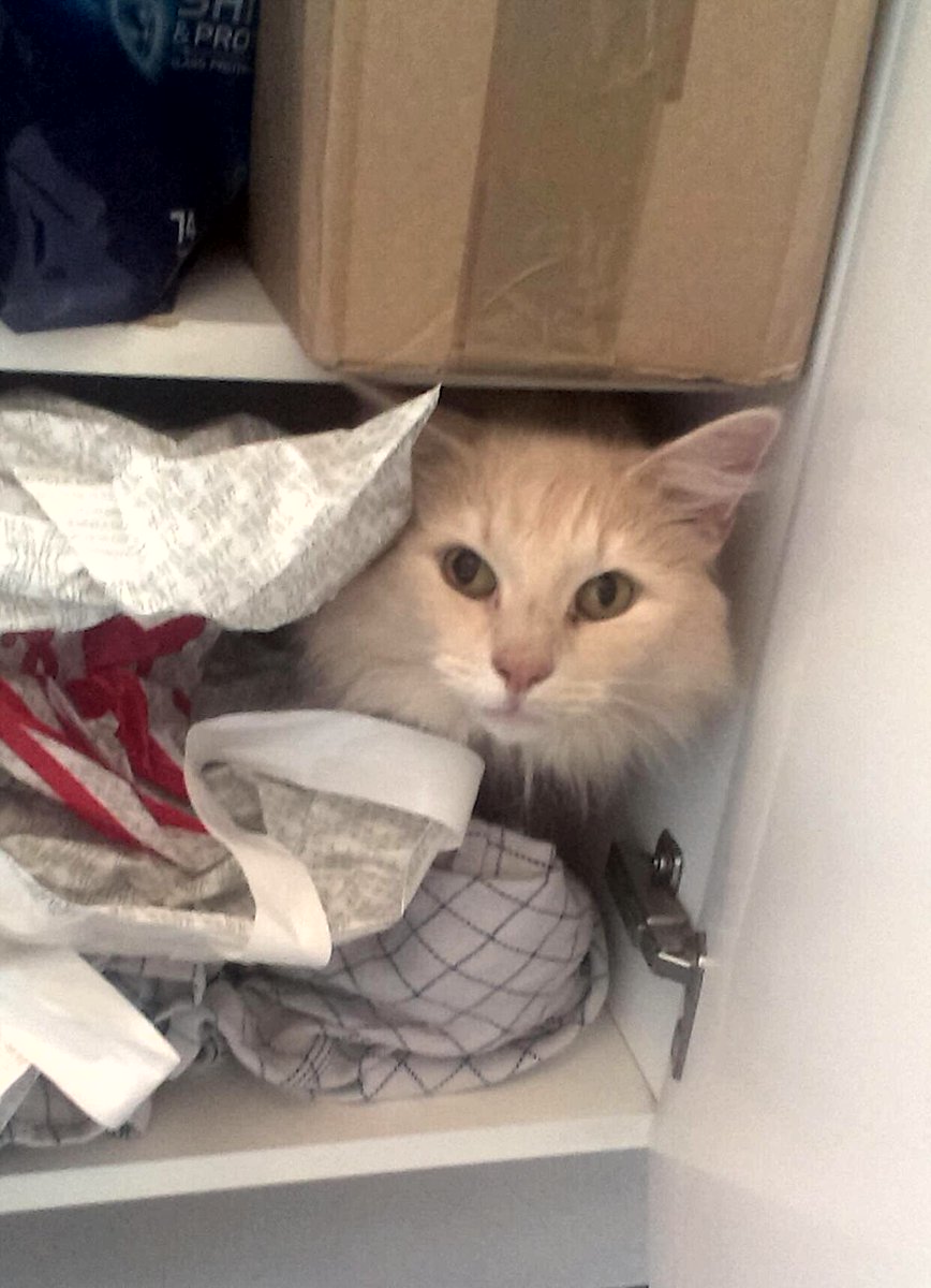 CalvinRescueCat's tweet photo. #calvinsthoughts  #Caturday yet? Otherwise I wont come out and play #madeline #cutecat #catsproblems #catsoftwitter https://t.co/CHQVa9yXBo