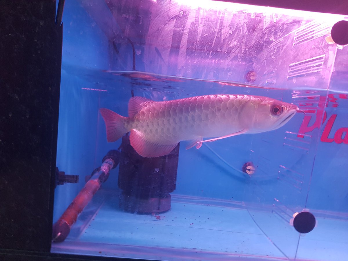 planetarowana's tweet image. In stock