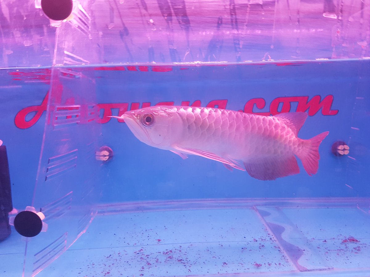 planetarowana's tweet image. In stock