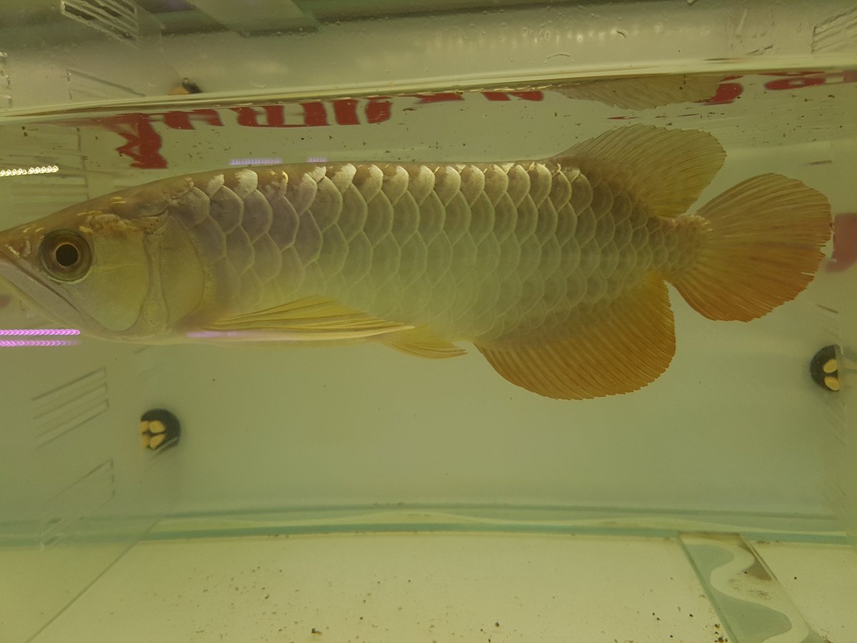 planetarowana's tweet image. In stock